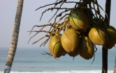 coconut